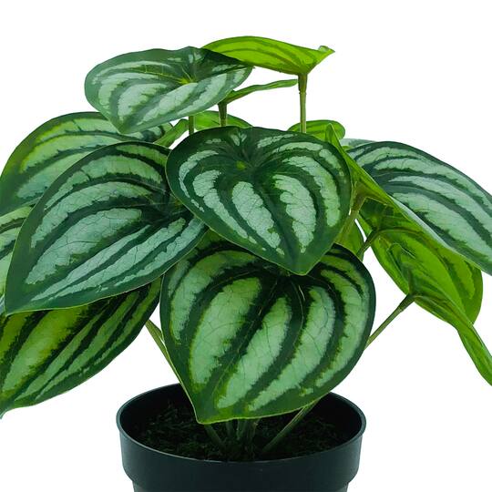 11" Potted White & Green Peperomia Plant by Ashland®